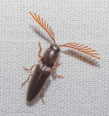 Dicrepidius palmatus