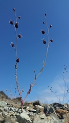 Streptanthus glandulosus niger