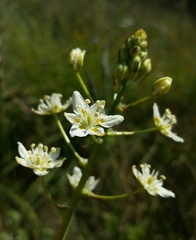 Toxicoscordion fontanum