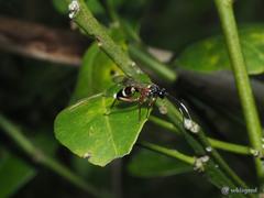 Goryphina