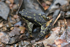 Atelopus hoogmoedi