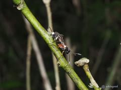 Goryphina