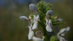 Stachys pycnantha