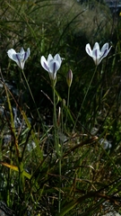 Triteleia peduncularis