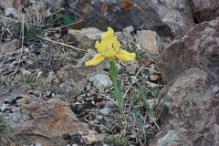Iris humilis