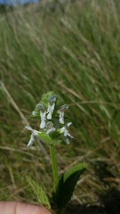 Stachys pycnantha
