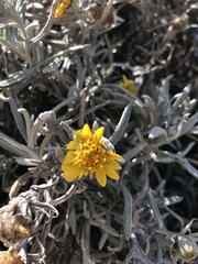 Senecio mairetianus