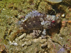 Centrogenys vaigiensis
