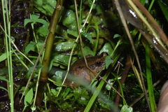 Mantidactylus