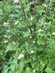 Aquilegia coerulea