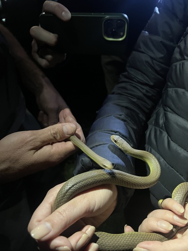 iNaturalist observation photo of North American Racer