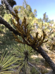 Arceuthobium globosum