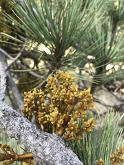 Arceuthobium globosum