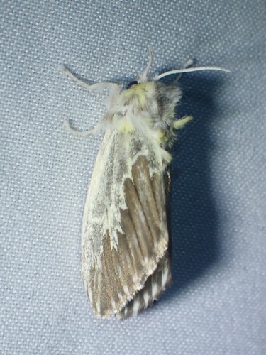 Mesoscia lorna