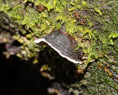 Datronia brunneoleuca