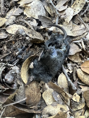 iNaturalist observation photo of American Shrewmole