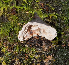 Datronia brunneoleuca