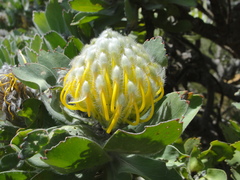 Leucospermum conocarpodendron