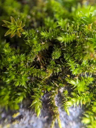 Lindbergia brachyptera, 2024-05-10
