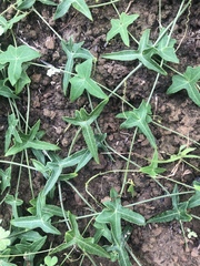 Solena amplexicaulis