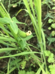 Solena amplexicaulis