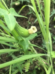 Solena amplexicaulis