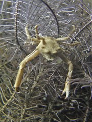 Ceratocarcinus longimanus