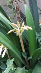 Clivia gardenii