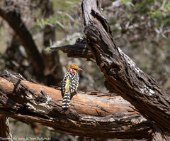 Trachyphonus erythrocephalus