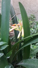 Clivia gardenii