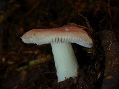 Russula roseopileata