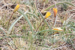 Tulipa uniflora