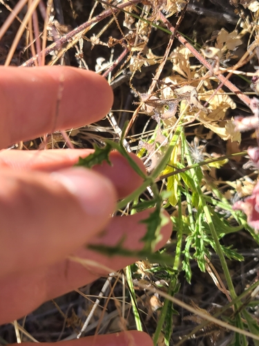 Image of Verbena neomexicana by no rights reserved
