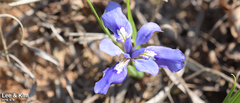 Iris rossii