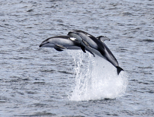 Pacific White-sided Dolphin
