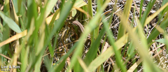 Takydromus wolteri