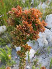 Roella amplexicaulis