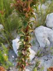 Roella amplexicaulis