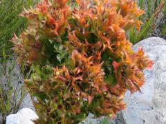 Roella amplexicaulis