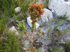 Roella amplexicaulis