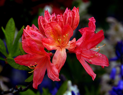 Encore azalea autumn sundance (Rhododendron pentanthera)