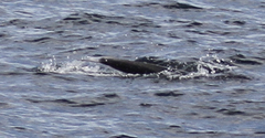 Lissodelphis borealis
