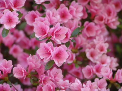 encore azalea autumn ruby (Rhododendron penthanthera)