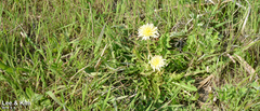 Taraxacum coreanum