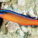 Orange Dottyback - Photo (c) Randall, J.E., some rights reserved (CC BY-NC)