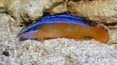 Orange Dottyback photo 2