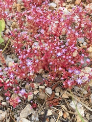 Sedum caeruleum