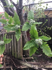 Sorbus