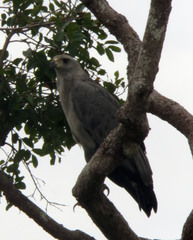 Buteogallus coronatus