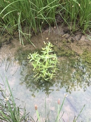 Gratiola quartermaniae